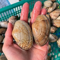 당일어획 생물 바지락 왕바지락 1kg 문어바지락 대왕바지락 바지락술찜 해감바지락, 1개