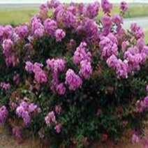 묘목/ 미니배롱나무 / 15cm포트묘 kk1518, 1개