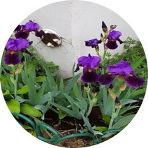 독일붓꽃/저먼아이리스/독일아이리스/포트화분/야생화