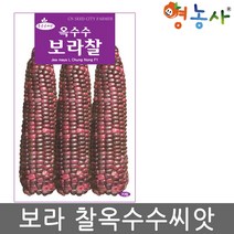 보라찰 옥수수 씨앗 70립, 보라찰옥수수
