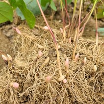 삼지구엽초모종 1000주음양곽모종 선령비주모종 청춘남녀필수에너지 약차모종