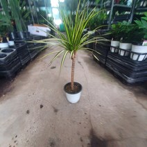 옐로우마지나타 럭키마지나타 중대품 40~60cm 199, 1개