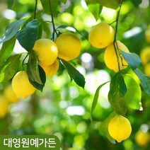 귤나무 레몬나무 결실주 실내공기정화 과일나무, 05. 유자나무 7치화분 결실주, 1개