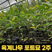 육계나무 3치 포트묘 2개세트 육계나무차 계피나무 향료