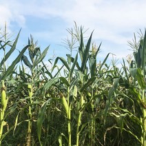 [P1M] 옥수수씨앗 찰옥수수 씨앗 식물 종자 열매 30g / 새싹키우기 옥수수 강원도찰옥수수 종묘 ( P1M / 73254EA ), 본상품선택