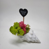 미니 소라껍질 모스 패키지 인테리어소품 다육아트, 선택2. 흰색소라 패키지