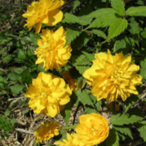 (G소망)황매화(죽도화)묘목(키100센치) 3그루, 1개