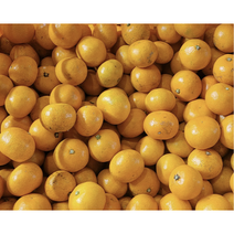 10월10일 예약판매 제주직송 제주 노지감귤 1.5kg 3kg 중대과 로얄과 소과 초고당도 제주감귤 제주밀감, 1박스, 중대과 1.5kg