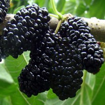 왕오디 접목특묘목 1주