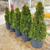 계란판화분 요술화분 과습방지 수분관리특효 400mm X 400mm