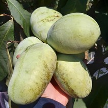 전북 고창 냉동과 포포나무열매 4kg /이색과일
