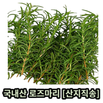 국내산 로즈마리 약 10g 50g 100g 500g 1kg 산지직송 로즈마리생잎 허브 잎 로즈마리잎 로즈마리허브 rosemary 로즈마리차 향신료 식용 데코용 허브 herb