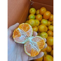 서귀포 제주 밀감 5kg 꼬마귤 소과 3s, 5kg (소과)