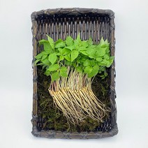고흥 새싹 인삼 50뿌리 100뿌리 새싹삼 무농약 인삼 고급 애피타이저 새싹인삼, 소 50뿌리