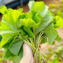 싱싱한 거창 머위나물 1kg 2kg, 거창 머위 잎 1kg