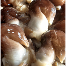 당일조업 자연산 여수 새조개1kg 새조개택배 새조개회 제철, 특품 새조개 1kg, 1개