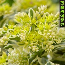세덤 - 아틀란티스(Takesimensis Atlantis), 9cm 포트