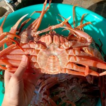 [신선담다] 산지직송 자숙 홍게 2kg 5-7미(박달급/수율80-90)