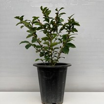 [다은꽃농원]진하고 달콤한 5가지향 함소화 함수화 중품 외목대 키우기쉬운 실내공기정화식물 인테리어