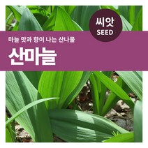 마이플랜트 산마늘 명이나물 씨앗 50립, 단품없음