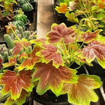 단풍제라늄 벤쿠버제라늄 해충퇴치 실내 공기정화 식물 화분 1개 포트