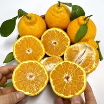 고당도 프리미엄 제주 한라봉 1.5kg 3kg, 07. 선물용 3kg : 특과(8~10과)