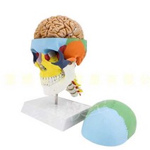 인간 두개골 의료 교육용 뇌 표본 실습 머리뼈 모델, C2 스타일 뇌가 있는 컬러 두개골