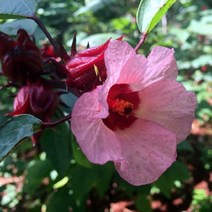 (이쁜씨앗)로젤 퍼플 10립(알)