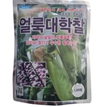 연농2호 얼룩대학 찰옥수수 씨앗 2000립 [23년포장], 얼룩대학찰