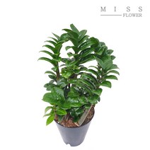 꽃집아가씨 중형화분 보석금전수 화분지름 15cm