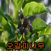 오가피나무 실생2년생 5그루 나무묘목 약용수 과실수 꽃나무 조경수