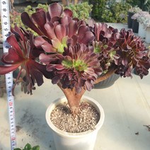 [수암다육] 흑법사 철화 랜덤발송 Aeonium arboreum var. atropurpureum f. cristata 랜덤발송 다육 다육이 다육식물 355
