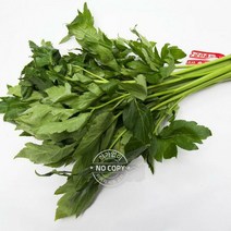 케일사과주스 캐일 다이어트주스 신선초 케일 1단 쌈채소 녹즙용 샐러리 500g 신선초 신선초효능 모듬쌈채