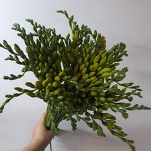 [서리풀플라워] 프리지아 1단=50줄기 / 강남고속터미널꽃도매시장 신선한 생화택배, 특, 주문기준 월수금 빠른날 택배출발