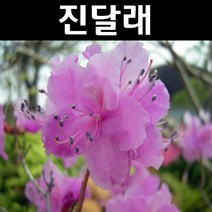 진달래 나무 묘목 키80~100cm 뿌리 20개/정원/공원/조경수