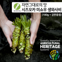 [와사비가게] 첨가물이 없는 자연그대로의 시즈오카 미쇼우 생와사비 100g(강판증정)