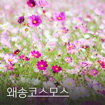 코리아팜 왜송코스모스50g