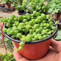 행복한꽃순이 콩란 콩난(소)