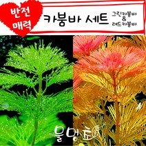 [물멍초] 반전매력 카붐바 세트 (그린카붐바 3촉   레드카붐바 3촉)
