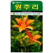 원추리 꽃씨앗 30립