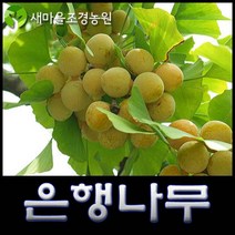 은행나무 은행나무묘목 과일나무 약나무 가로수나무, 1개