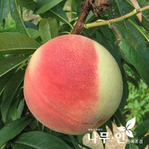 [나무인] 복숭아나무 결실주 R2~3
