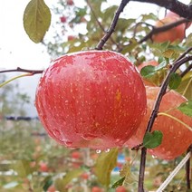 평창사과 프리미엄 고랭지 부사사과 5kg 23-24내외 오대산사과, 1개, 상세페이지 참조