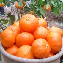 제주 레드향 한라봉 천혜향 선물세트 3kg 5kg, 레드향 가정용 중소 2kg(10과내외) 특별할인