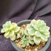 [메카다육]32-0728 라울금(다육금) 화분포함 다육식물 선인장 다육철화 두들레야 아프리카식물 코노피튬 하월시아 수입다육이 국민이