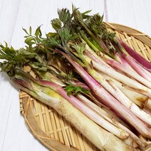 2023년 거창 땅두릅 500g 제철 봄나물 반찬 생 두릅 두룹, 1개