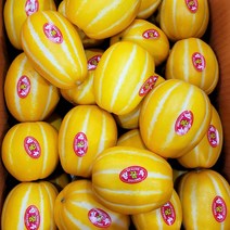 성주 꿀 참외 산지직송 고당도, 10kg(랜덤), 1박스