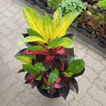 [성심] 아이스톤(중품)80cm