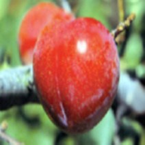 [가산원예조경] 자두나무 추희R4, 1개