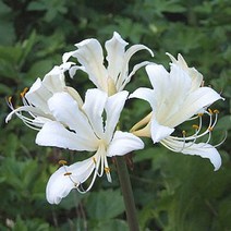 우리화훼종묘 위도 상사화 구근, 1개